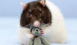 新闻爆料巨型老鼠视频下载,揭秘神秘生物的真实面目